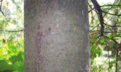 deeply furrowed with broad, thick ridges; inner bark pinkish-red Seed Cones light brown, woody; slender,