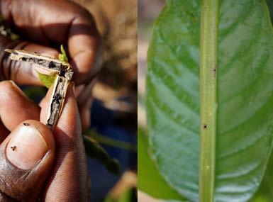 Department of Ecology What is the view of the Black Coffee Twig Borer (Xylosandrus compactus (Eichhoff)) among farmers, advisers and experts, and is the infestation on robusta coffee trees (Coffea