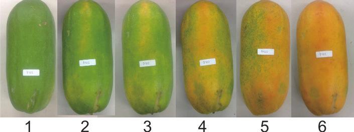 This study was conducted to evaluate the effects of chitosan and beeswax coating on shelf life and post harvest quality of papaya fruits.