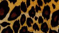 00 leopard zebra cheetah