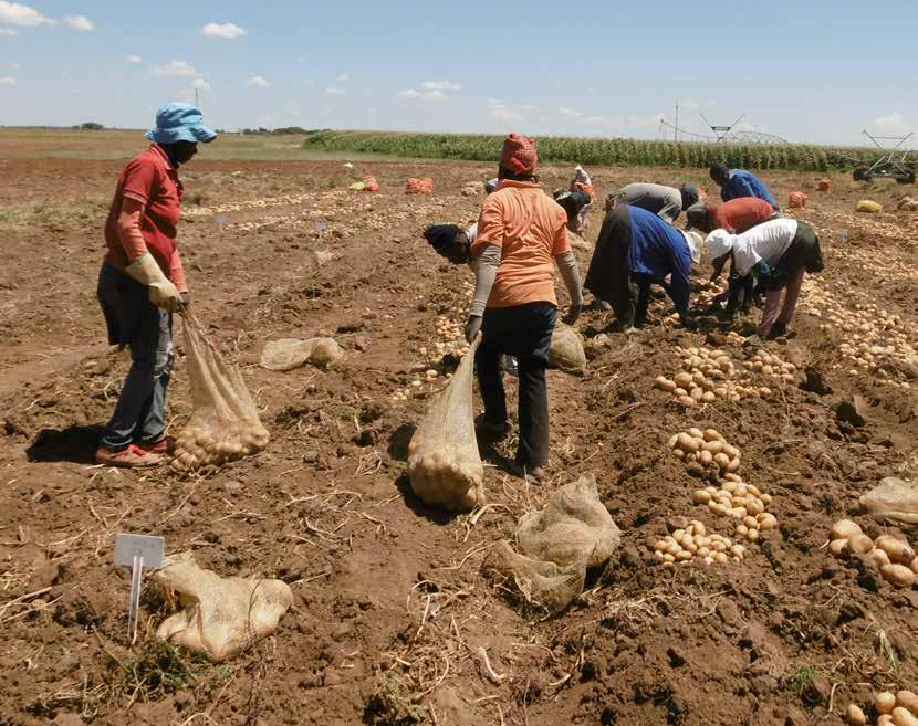Limpopo kultivarproef onder besproeiing op Polokwane in 2016 Frans Brits (produsent), Albert Boneschans en Chantel du Raan (Aartappels Suid-Afrika) Die Limpopo produksiestreek produseer sowat 21% van