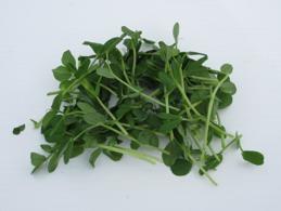 Pea Shoots Growing Germinates and grows fast Grows better if seed is soaked. Seed usually doesn t need to be sterilized.