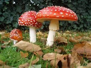 FLY AGARIC (Amanita Muscaria) Poisonous/Psychoactive!