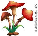 I will now cover 5 common edible mushrooms that grow in our region, that are fairly easy to recognize and identify.