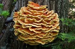 CHICKEN OF THE WOODS (LAETIPORUS SPECIES) ALSO CALLED SULFUR