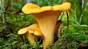 CHANTERELLES (CANTHARELLUS species) Choice Edible Grows on the ground