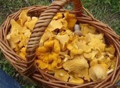 Grows primarily in hardwood forests during the summer and early fall.