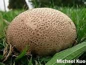 PUFFBALL (LYCOPERDON SPECIES) Edible Should be somewhere between the