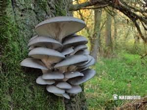 OYSTER MUSHROOMS (PLEUROTUS OSTREATUS) Choice Edible One of the easiest and most popular mushrooms to cultivate