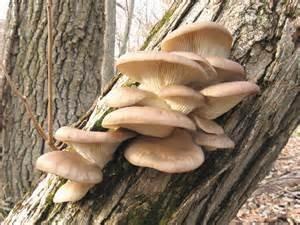 Grows on trees or downed logs, grows in overlapping shelves or clusters. Gills run all the way down the stems.