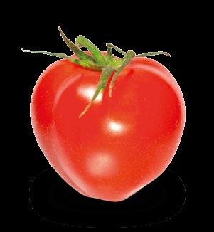 MOONRAY (Pomidor