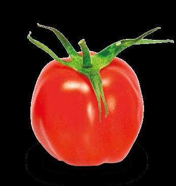 ZIELONY Pomidor