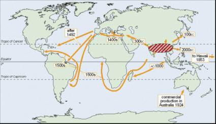 Rice production gradually moved to Southeast Asia, Persia (Middle East), Europe and Africa, and then to America. Rice first arrived in North America in the late 1680s, most likely from Madagascar.
