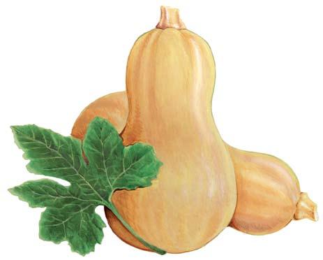 Butternut Squash Keeps You Healthy Eat More Butternut squash s unique nutrient combination of Butternut squash may be useful for preventing THE REGISTERED DIETITIAN Corner vitamins A, C, and E makes