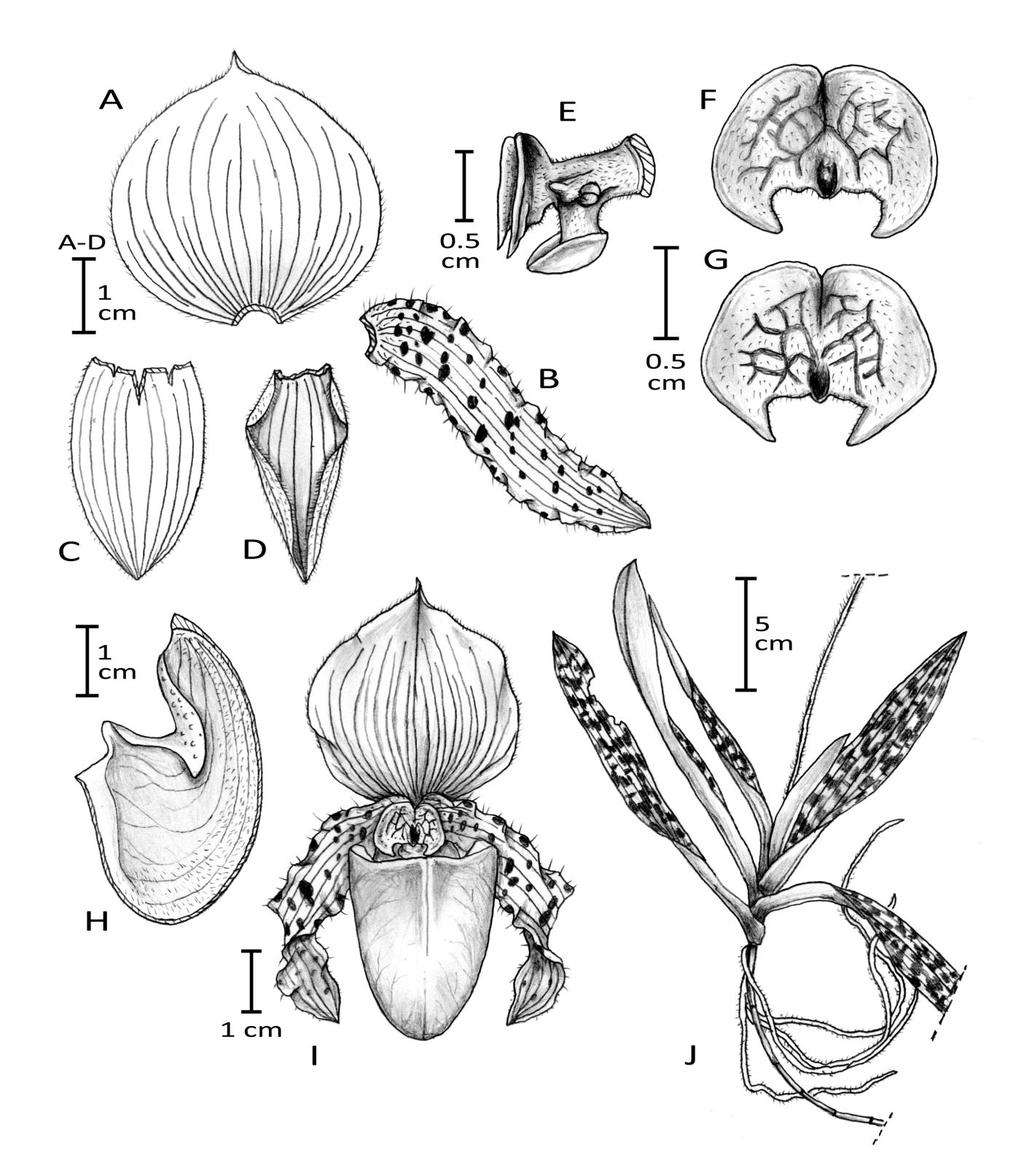 Metusala, D : A New Variety of Paphiopedilum barbatum (Orchidaceae: Cypripedioideae) From Sumatra, Indonesia Figure 2. Paphiopedilum barbatum var. acehense. A, dorsal sepal. B, petal.