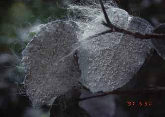 Perennial Crops Biological Control Update on Giant whitefly Citrus