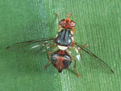 surface, larva tunnels and feeds in the fruit Olive Fruit Fly First detected in Los Angeles, CA in 1998 Rapidly spread throughout the state, at least 45