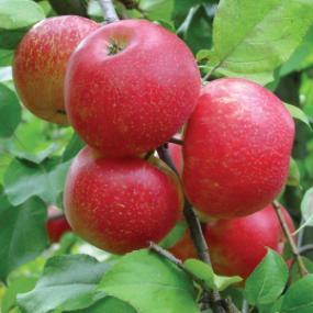 Apple Honeycrisp Malus Honeycrisp Honeycrisp, or Honey Crisp, is a modern apple variety, developed in the 1960s and introduced to the market in the 1990s - sometimes trademarked as Honeycrunch.
