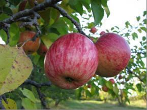 Height: 12-15 Apple Red Delicious Malus Red Delicious Height: 12-15 Full sun to partial shade.