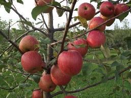 The commercial success and widespread availability of Red Delicious apples have tended to make it unpopular with apple enthusiasts.