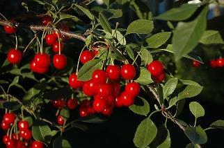 It is a naturally compact, dwarfish tree that will withstand the cold north winters and produce an abundance of tart pie cherries which are bright red.