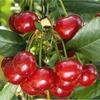 It is highly productive and ripens with most other tart cherries. Cherry North Star Prunus North Star Ht 6-8 ft, Spd 6-8 ft. Full sun to part shade, low to moderate water needs.