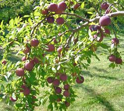 A sweet-pit apricot (the pit is edible and tastes of almond), it bears goldenyellow fruits with a reddish blush at an early age. The clingstone fruit ripens mid-july.