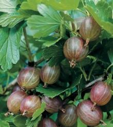 Gooseberry Ribes hirtellum Pixwell This is a new variety of an old favorite. Pixwell Gooseberry is practically thornless with an unmatched flavor for pies and preserves.