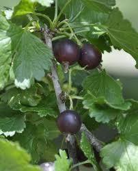 Gooseberry Comanche Red Jacket Ribes uva-crispa Comanche Cheyenne Station, Plant Select Full sun to part shade, low to moderate water needs.