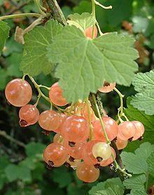 Plant Select 2001. Black Currant Ribes nigrum Alagan A cherished European selection that is becoming quite popular among American gardeners.