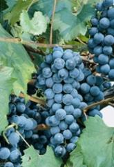 Grape Concord Vitis Concord Vigorous vine with bold-textured, deep green foliage. Grown for its medium-size clusters of edible, highly aromatic, blue-black grapes. Harvest late-august to September.