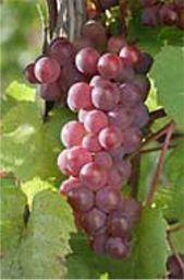 Seedless pink grape with medium sized clusters having small to medium sized berries. Very sweet, low acid flavor. Great table grape for cold climates, ripening early September.