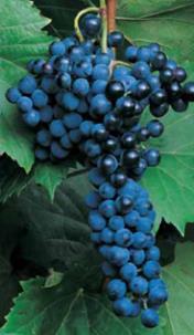 Grape Frontenac Vitis Frontenac Frontenac is a consistently heavy producer, with small, black berries in medium to large clusters.