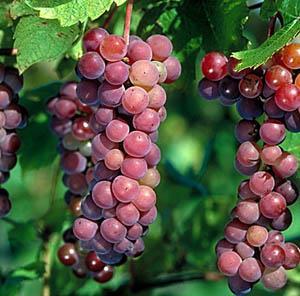 Grape Swenson Red Vitis Swenson Red A large, round, red grape with a fine, sweet flavor and high sugar content.