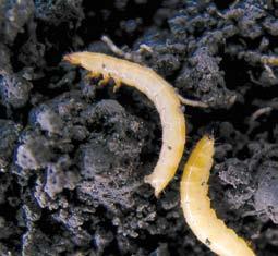 SEEDLING AND ROOT FEEDERS Wireworms Wireworm larvae feed on germinating seeds or young seedlings.