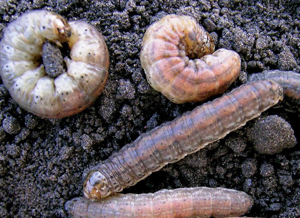 Economic Thresholds Treatment is warranted when cutworm densities exceed 1 cutworm per square foot (30 cm x 30 cm) or if there is a 25 to 30% stand reduction.