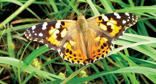 Biology Adults, commonly known as painted lady butterflies (Figure 9), arrive on the Prairies during early June, depending on speed and pattern of migration, from overwintering sites in tropical and