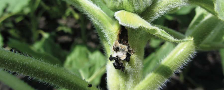 In early planted sunflower, most of the infestations occur in the stalks, whereas in late planted sunflower, most infestations occur in the pith areas of the head.