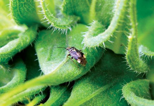 A second application may be warranted if Lygus bug populations are high in neighboring fields, and populations are expected to