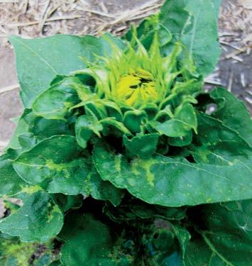 DISEASES EARLY SEASON DISEASES Downy Mildew Downy mildew is capable of killing or stunting plants, reducing stands and causing severe yield losses during wet years.