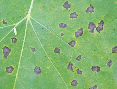Septoria Leaf Spot Septoria is widely distributed on sunflowers but usually causes little damage. In severe instances it can cause defoliation of the lower leaves.