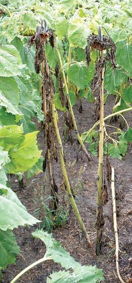 Biology Sclerotinia overwinters as Sclerotinia sclerotiorum in the soil or on plant debris.