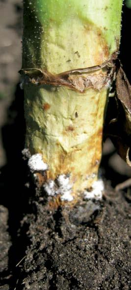 The sclerotia bodies can survive in the soil for 5 or more years.