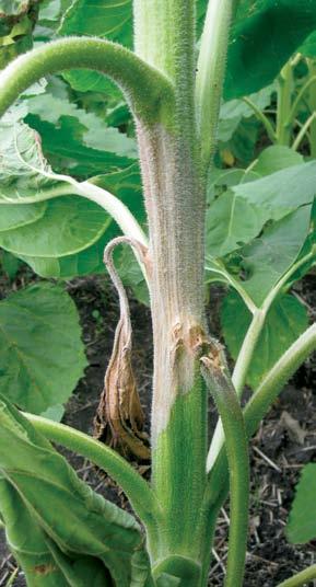 Sclerotinia Mid-Stalk Rot Mid-stalk rot is the disease least often caused by Sclerotinia. Lodging can cause complete yield loss on a per plant basis.