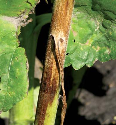 Phomopsis Stem Canker In recent years Phomopsis has become a very prevalent disease. Yield losses result from smaller heads, lighter seed and lodging due to weakened stems.