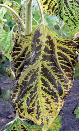Verticillium Leaf Mottle Verticillium can significantly reduce sunflower yield especially on lighter soils. Quality may also be affected through decreased oil content and seed size.