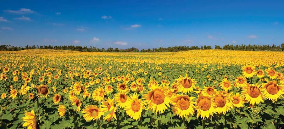 SUNFLOWER INDUSTRY PROFILE The National Sunflower Association of Canada (NSAC), Inc. was initiated at a meeting in Carman, MB on November 18, 1996.