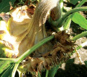 HEAD ROT AND DISEASES OF MATURE PLANTS Sclerotinia Head Rot Head-rot is considered the most important disease affecting sunflower production, causing yield and quality loss.