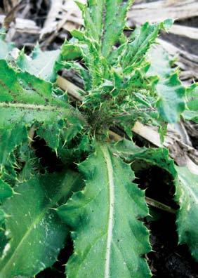 Canada Thistle Is a very aggressive creeping perennial that has the potential to cause significant yield loss.