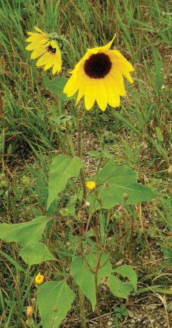 Prairie Sunflower Wild sunflower grows to about the same height as cultivated sunflower, competing for sunlight, space and moisture.